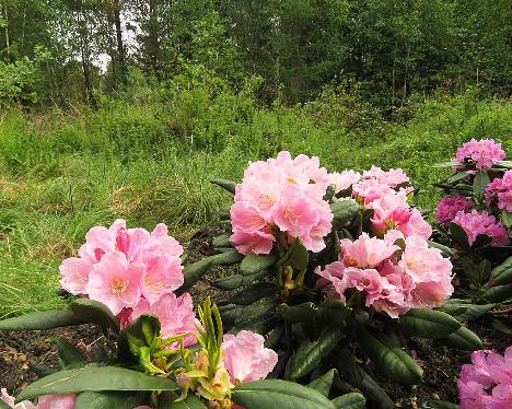 IMG_8164_Ritva_1024px Rhododendron 'Ritva', a named cultivar from Kristian Theqvist - June 2, 2019