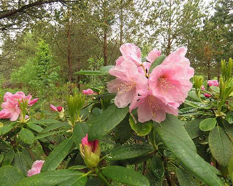 IMG_8171_Ritva_1024px Rhododendron 'Ritva', a named cultivar from Kristian Theqvist - June 2, 2019