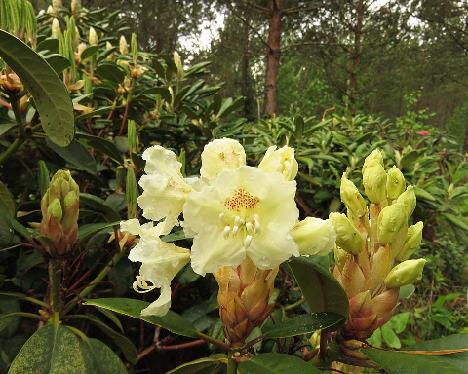 IMG_8175_Kristian's_Moonlight_1024px Rhododendron 'Kristian's Moonlight', a named cultivar from Kristian Theqvist - June 2, 2019