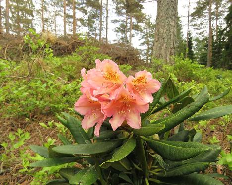 IMG_8182_Merja_1024px Rhododendron 'Merja', a named cultivar from Kristian Theqvist - June 3, 2019