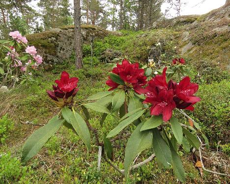 IMG_8187_Henry's_Red_1024px Rhododendron 'Henry's Red' - June 3, 2019