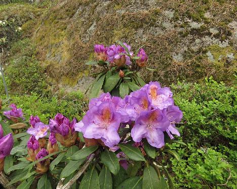 IMG_8189_Blutopia_1024px Rhododendron 'Blutopia' - June 3, 2019