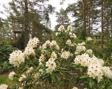 IMG_8191_PMA_Tigerstedt_1024px Rhododendron 'P.M.A. Tigerstedt' - June 4, 2019