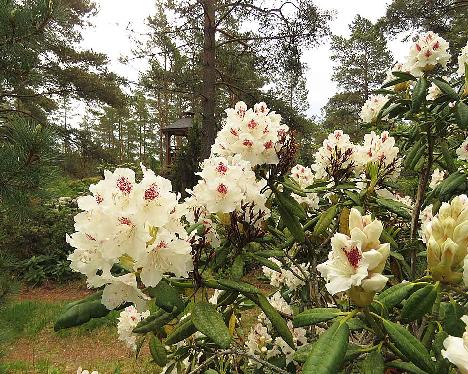 IMG_8192_PMA_Tigerstedt_1024px Rhododendron 'P.M.A. Tigerstedt' - June 4, 2019
