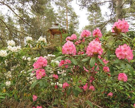 IMG_8193_Marketta_1024px Rhododendron 'Marketta' - June 4, 2019