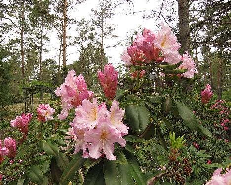 IMG_8195_Dagmar_1024px Rhododendron 'Dagmar' - June 4, 2019