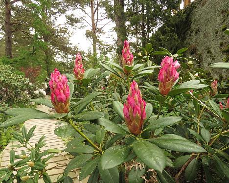 IMG_8196_Hachmann's_Charmant_1024px Rhododendron 'Hachmann's Charmant' - June 4, 2019