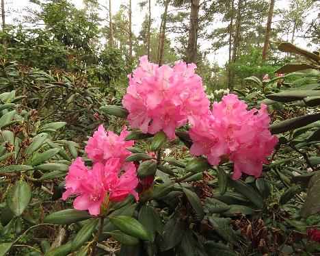 IMG_8198_Kalinka_1024px Rhododendron 'Kalinka' - June 4, 2019