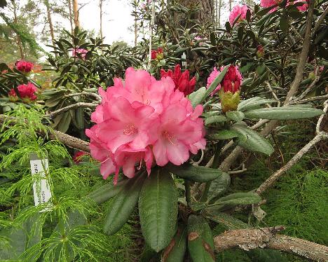 IMG_8203_Fantastica_1024px Rhododendron 'Fantastica' - June 4, 2019