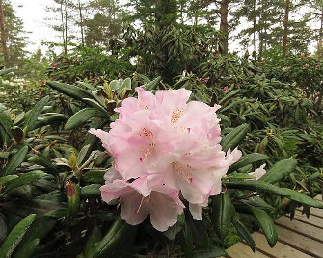 IMG_8205_Mist_Maiden_1024px Rhododendron 'Mist Maiden' - June 4, 2019