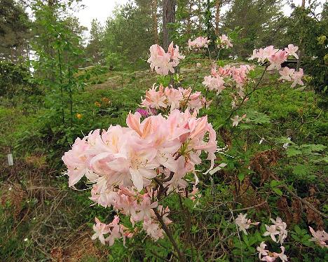 IMG_8207_White_Lights_1024px Rhododendron 'White Lights' - June 4, 2019