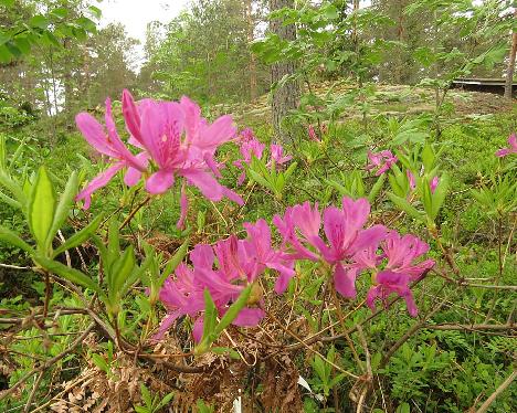 IMG_8209_Lilac_Lights_1024px Rhododendron 'Lilac Lights' - June 4, 2019