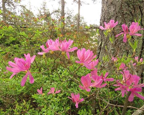 IMG_8211_x_fraseri_1024px Rhododendron x fraseri - June 4, 2019