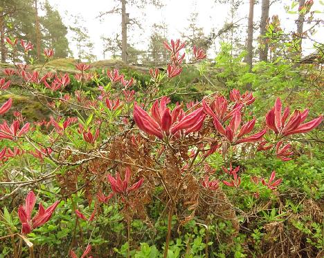 IMG_8214_Rosy_Lights_1024px Rhododendron 'Rosy Lights' - June 4, 2019