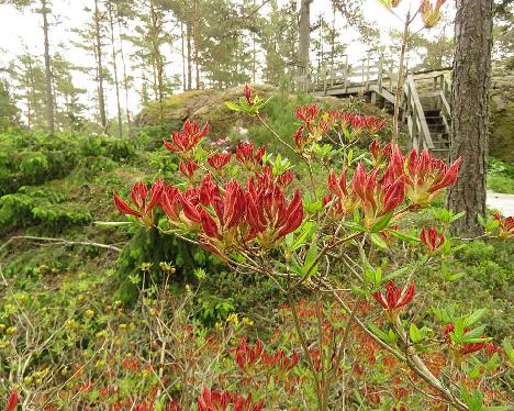 IMG_8216_Aamurusko_1024px Rhododendron 'Aamurusko' - June 4, 2019