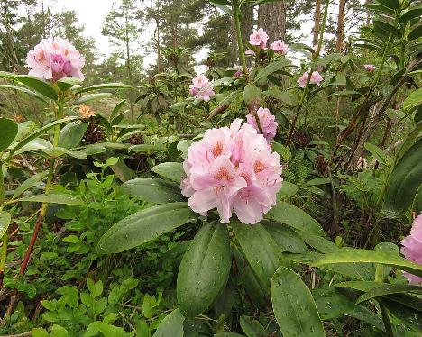 IMG_8219_catawbiense_2001-0051_1024px Rhododendron catawbiense - June 4, 2019