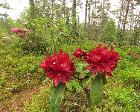IMG_8222_Henry's_Red_1024px Rhododendron 'Henry's Red' - June 4, 2019