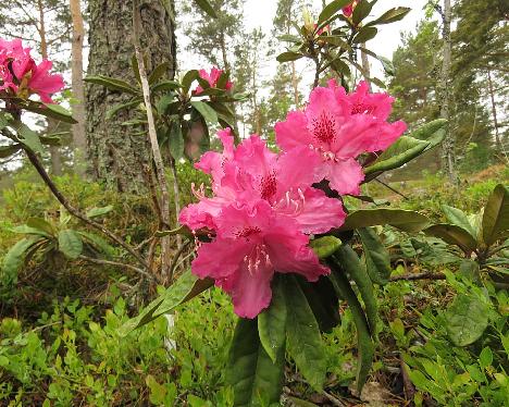 IMG_8228_Unelma_1024px Rhododendron 'Unelma' - June 4, 2019