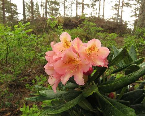 IMG_8230_Merja_1024px Rhododendron 'Merja', a named cultivar from Kristian Theqvist - June 4, 2019
