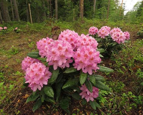 IMG_8232_Becca_1024px Rhododendron 'Becca', a named cultivar from Kristian Theqvist - June 4, 2019