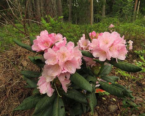 IMG_8233_Ritva_1024px Rhododendron 'Ritva', a named cultivar from Kristian Theqvist - June 4, 2019