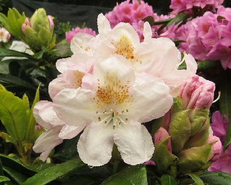 IMG_8237_Pernilla_1024px Rhododendron 'Pernilla', a named cultivar from Kristian Theqvist - June 4, 2019