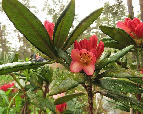 IMG_8239_Hehku_1024px Rhododendron 'Hehku', a named cultivar from Kristian Theqvist - June 4, 2019