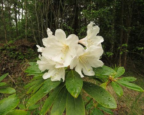 IMG_8247_Inkarho Dufthecke_1024px Rhododendron 'Rhodhunter 48' ('INKARHO dufthecke') - June 4, 2019
