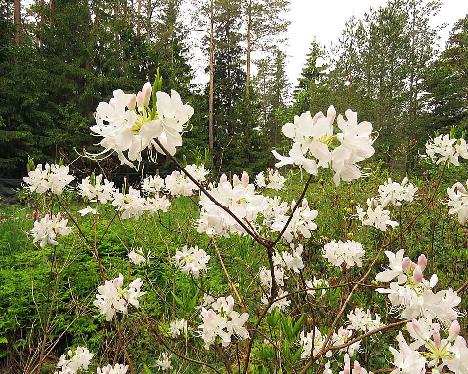 IMG_8249_vaseyi_white_1024px Rhododendron vaseyi white form - June 4, 2019