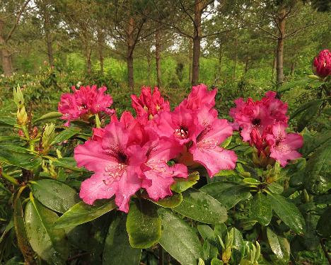 IMG_8252_PekkEdel-06_Pekka_x_Edeltraud_1024px Rhododendron 'Martti', a named cultivar from Kristian Theqvist - June 4, 2019