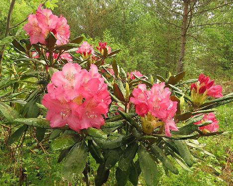 IMG_8255_MikkKal-01_Mikkeli_x_Kalinka_1024px MikkKall-01, Rhododendron 'Mikkeli' x 'Kalinka', a hybrid from Kristian Theqvist - June 4, 2019