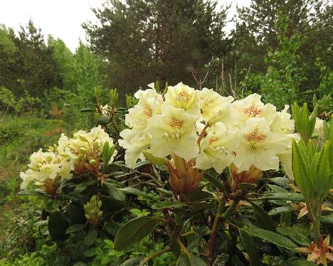 IMG_8258_Kristian's_Moonlight_1024px Rhododendron 'Kristian's Moonlight', a named cultivar from Kristian Theqvist - June 4, 2019