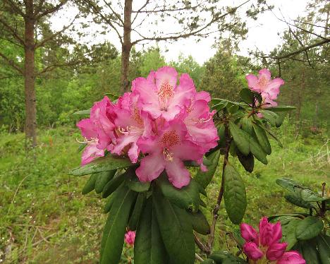IMG_8259_ElvBlueB-06_Elviira_x_Blue_Bell_1024px ElvBlueB-06, Rhododendron 'Elviira' x 'Blue Bell', a hybrid from Kristian Theqvist - June 4, 2019