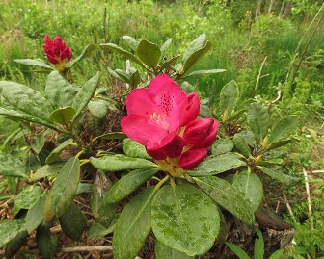IMG_8261_Hellikki_x_America_1024px Rhododendron 'Hellikki' x 'America', a hybrid from Kristian Theqvist - June 4, 2019