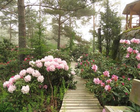 IMG_8267_Rhodogarden_in_mist_1024px Rhodogarden - June 5, 2019