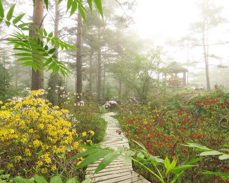 IMG_8269_Rhodogarden_in_mist_azaleas_1024px Rhodogarden - June 5, 2019