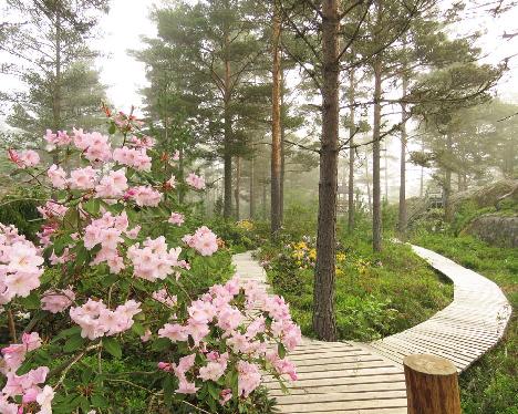 IMG_8271_fortunei_mist_1024px Rhododendron fortunei - June 5, 2019