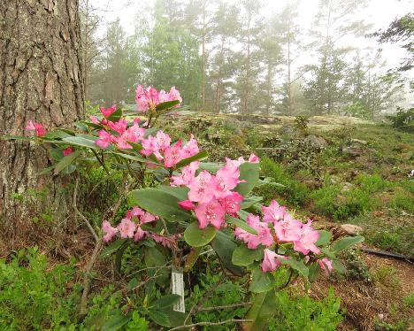 IMG_8272_macrophyllum_mist_1024px Rhododendron macrophyllum - June 5, 2019