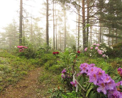 IMG_8275_Blutopia_mist_1024px Rhododendron 'Blutopia' - June 5, 2019