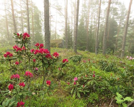 IMG_8276_Arnita_mist_1024px Rhododendron 'Arnita' - June 4, 2019