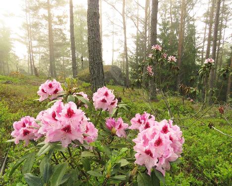 IMG_8279_ROYAL_BUTTERFLY_mist_1024px Rhododendron 'Królowa Jadwiga', ROYAL BUTTERFLY - June 4, 2019