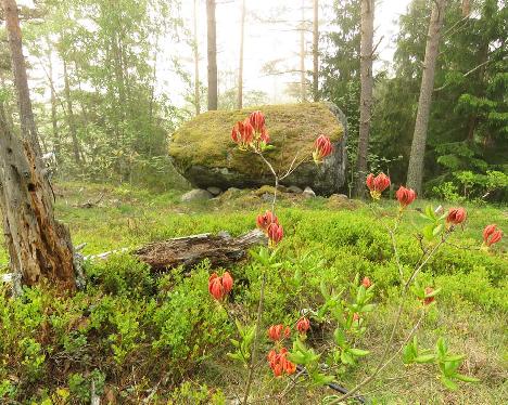 IMG_8283_Ausma_mist_1024px Rhododendron 'Ausma' - June 4, 2019