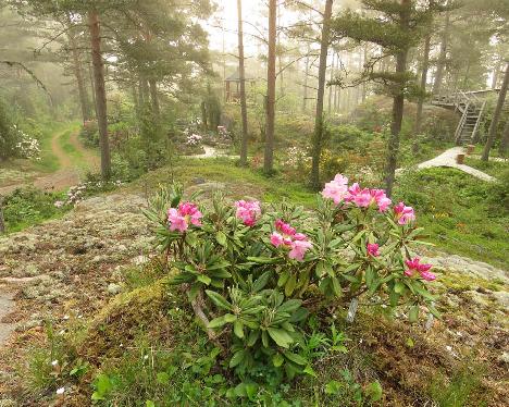 IMG_8285_smirnowii_on_rock_mist_1024px Rhododendron smirnowii - June 5, 2019
