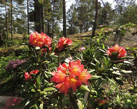 IMG_8286_Hehku_1024px Rhododendron 'Hehku', a named cultivar from Kristian Theqvist - June 6, 2019
