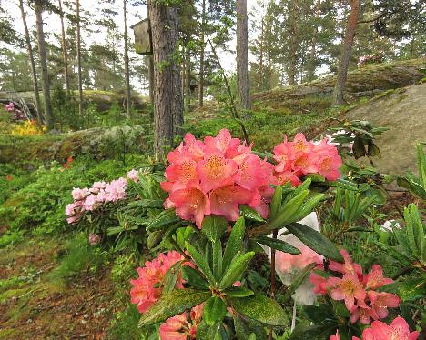 IMG_8289_Hehku_1024px Rhododendron 'Hehku', a named cultivar from Kristian Theqvist - June 8, 2019