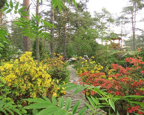 IMG_8317_azaleas_in_Rhodogarden_1024px Rhodogarden - June 8, 2019