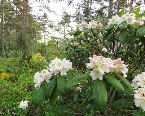 IMG_8324_brachycarpum_ssp_tigerstedtii_Mustila_2001-0026_1024px Rhododendron brachycarpum ssp. tigerstedtii - June 8, 2019