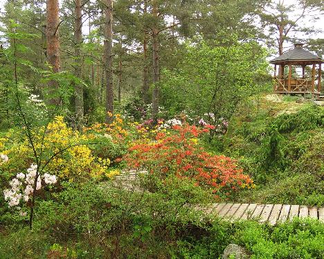 IMG_8395_azaleas_in_Rhodogarden_1024px Rhodogarden - June 8, 2019