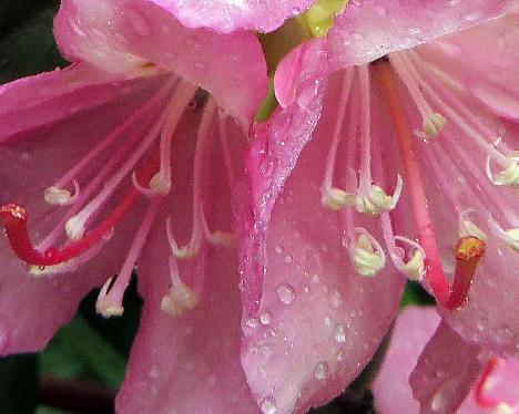 IMG_8412_Stina_hooks_on_anthers_1024px Rhododendron 'Stina', a named cultivar from Kristian Theqvist - June 8, 2019