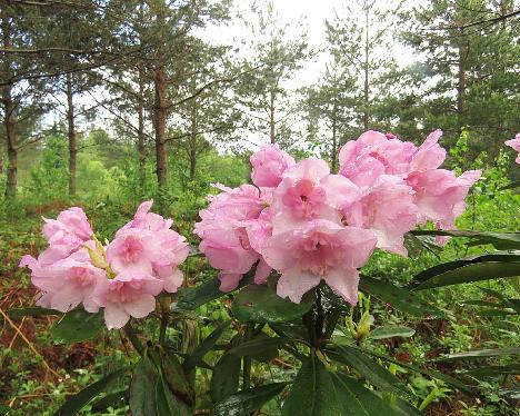 IMG_8417_Kyllikki_1024px Rhododendron 'Kyllikki', a named cultivar from Kristian Theqvist - June 8, 2019